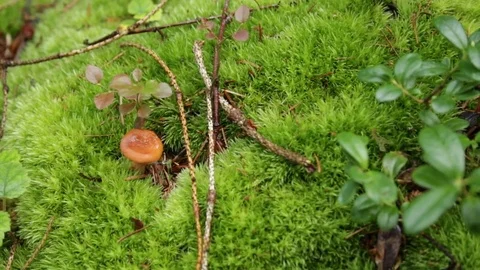 Mushroom in the forest 库存影片 79800128