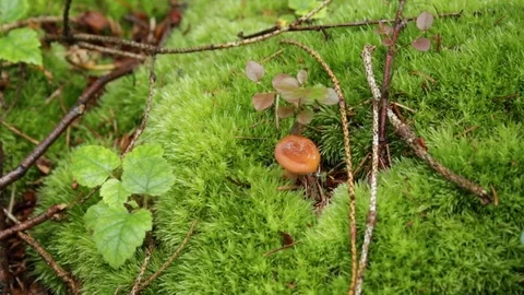 Mushroom in the forest 動画素材 79800132