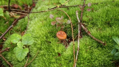 Mushroom in the forest 库存影片 79800404