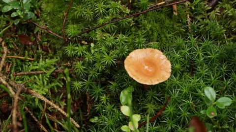 Mushroom in the forest Stock Footage 79801817