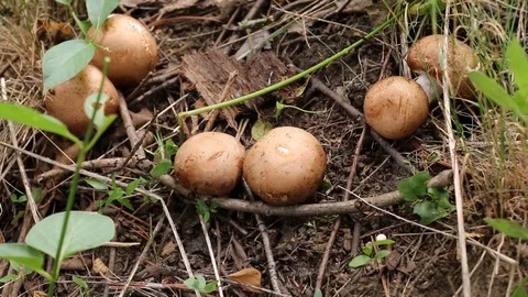 Mushroom in a Forest Stock Footage 90862877