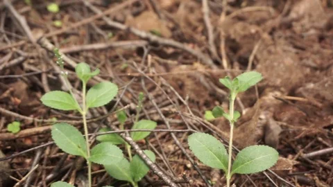Mushroom in the forest Stock Footage 101477780