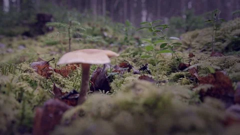 Mushroom in a forest Stock Footage 108862332