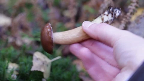 Mushroom in the forest Video stock 121323648