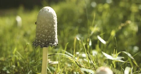 Mushroom in a forest Video stock 139755595