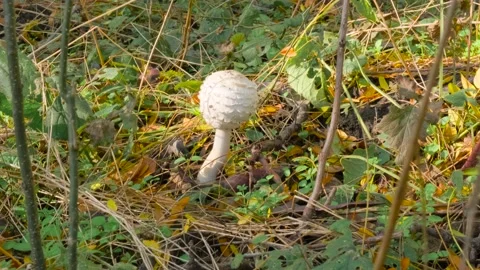 Mushroom in the forest Stock Footage 143670814