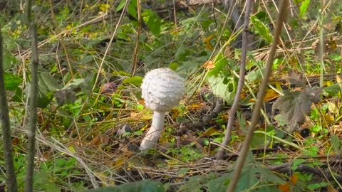 Mushroom in the forest Stock Footage 143670818