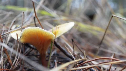 Mushroom in the forest Video stock 144302238