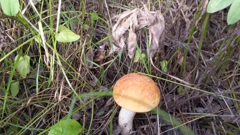 Mushroom in the forest Stock Footage 208064957