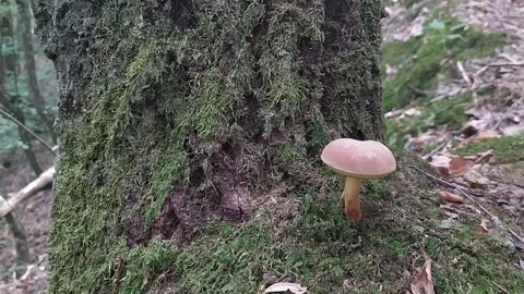 Mushroom in forest Stock Footage 214047059