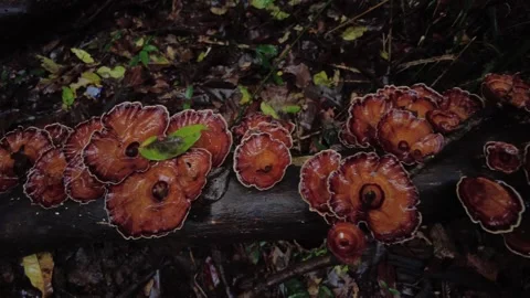 Mushroom in the forest Stock Footage 225230912