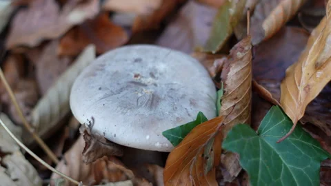 Mushroom in the forest Stock Footage 256904636