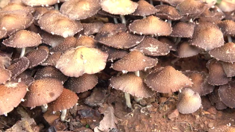 Mushroom in forest 스톡 동영상 291618824