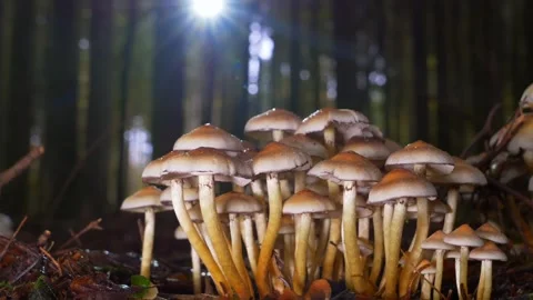 Mushroom forest nature Video stock 274415022
