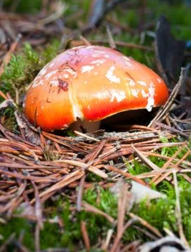 Mushroom in forest Stock Photos