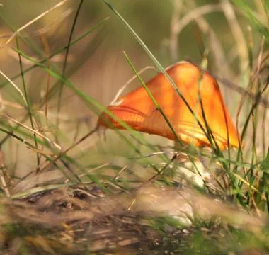Mushroom in forest Stock Photos