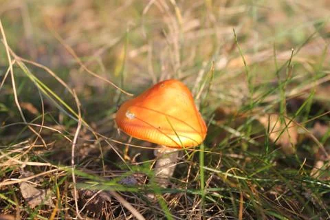 Mushroom in forest Stock Photos