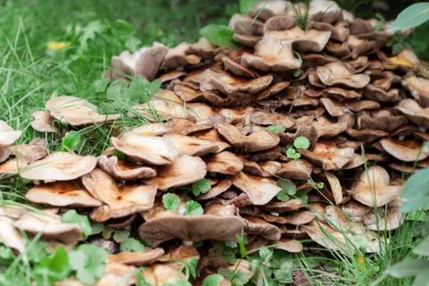Mushroom in forest Stock Photos