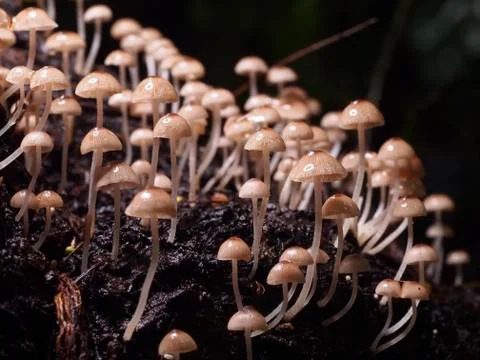 Mushroom in forest Stock Photos
