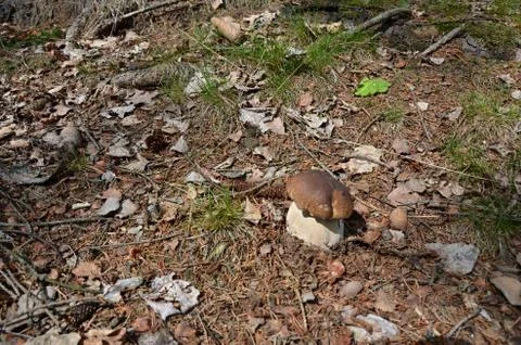 Mushroom in forest Stock Photos