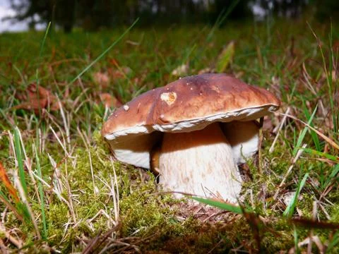 Mushroom in forest Stock Photos