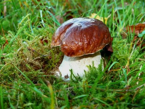 Mushroom in forest Stock Photos