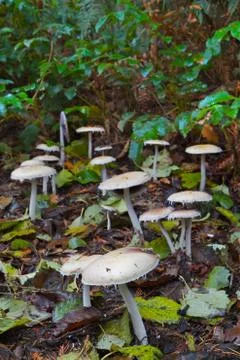 Mushroom forest Stock Photos