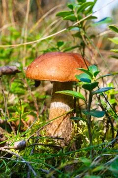 Mushroom in the forest Stock Photos