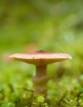 Mushroom in forest Foto stock