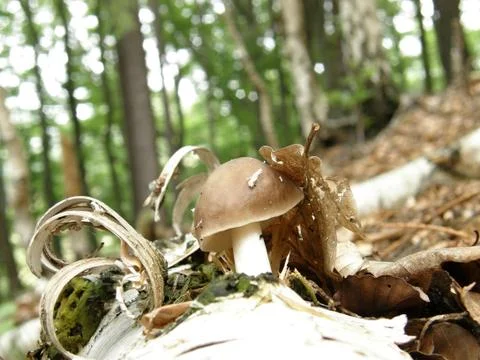 Mushroom in the forest Stock Photos