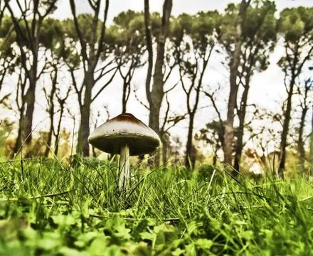 Mushroom in forest Stock Photos