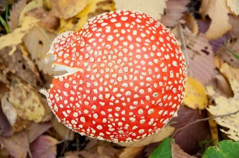 Mushroom in the forest Stock Photos
