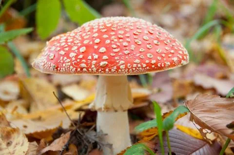 Mushroom in the forest Stock Photos