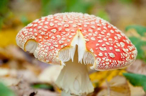 Mushroom in the forest Stock Photos
