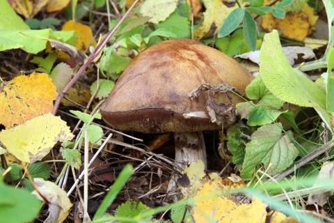 Mushroom in the forest Stock Photos