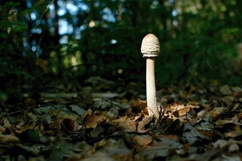 Mushroom in forest Stock Photos