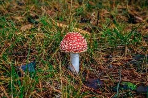 Mushroom in the forest Stock Photos