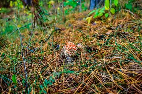 Mushroom in the forest 스톡 사진