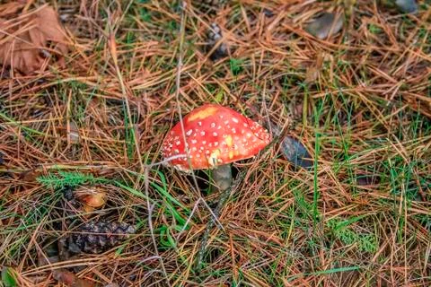 Mushroom in the forest 스톡 사진