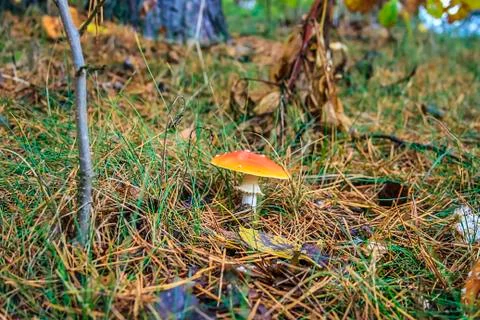 Mushroom in the forest Stock Photos