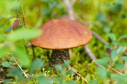Mushroom in the forest Foto stock