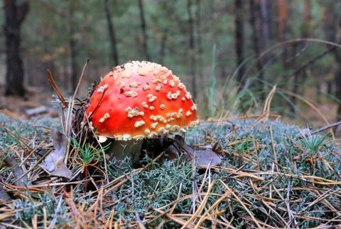 Mushroom in forest Stock Photos