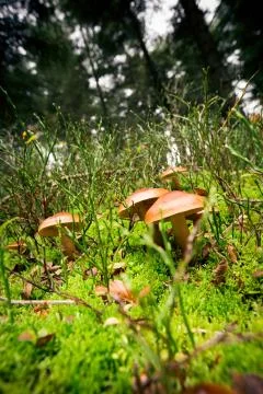 Mushroom In The Forest 写真素材