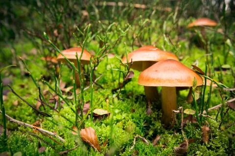 Mushroom In The Forest Stock-Fotos
