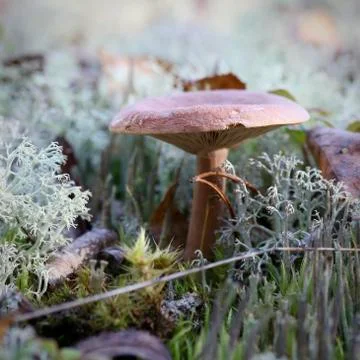 Mushroom in the forest Foto stock
