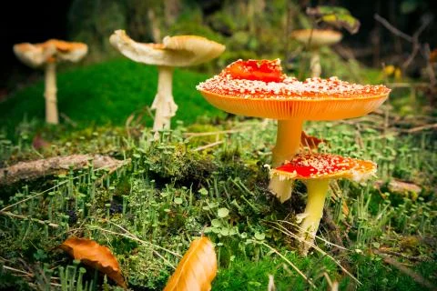 Mushroom In The Forest Stock Photos
