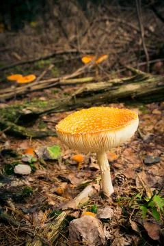 Mushroom In The Forest Photos