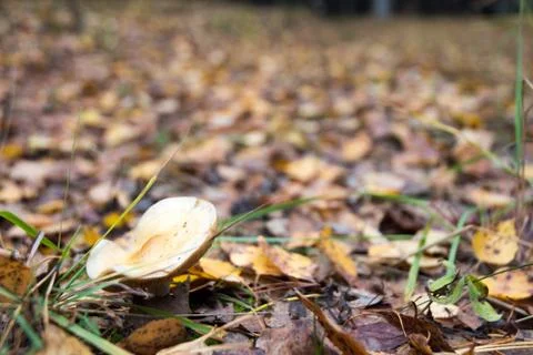 Mushroom in the forest Stock Photos