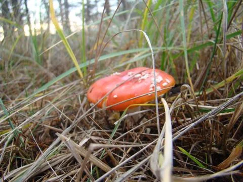 Mushroom in the forest Stock Photos