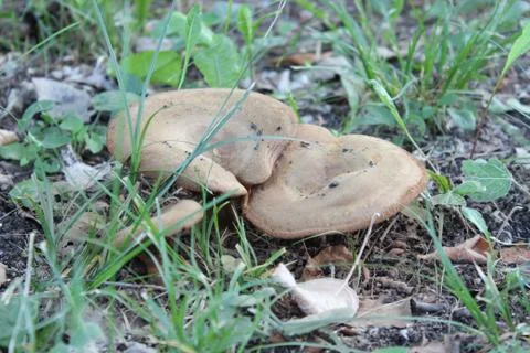 Mushroom in the forest Stock Photos